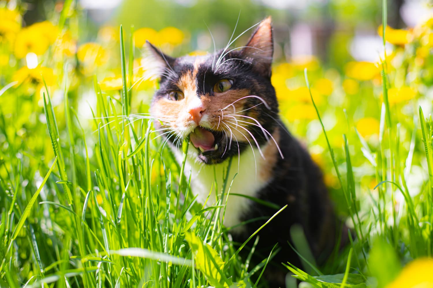 a-cat-eats-grass-on-the-street-a-pet-on-a-walk-c-2021-12-21-21-57-18-utc-1
