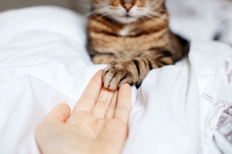 8 (Sometimes Weird) Ways Cats Show Affection To Their Favorite Human