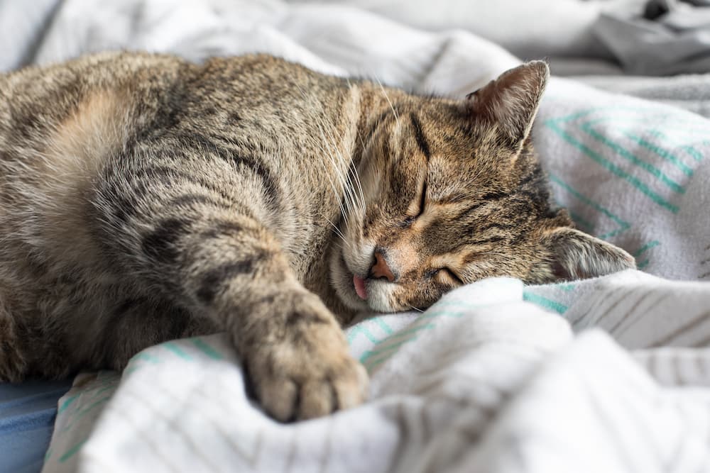cats show affection by sleeping on or near their owners