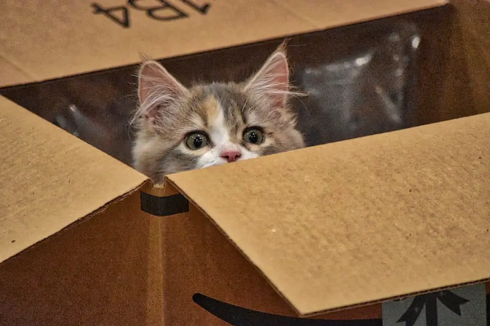 why do cats like boxes, boxes are a perfect hiding spot for cats