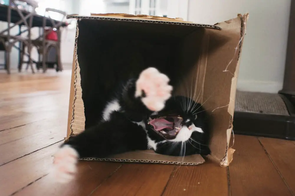 cats like to hide in boxes