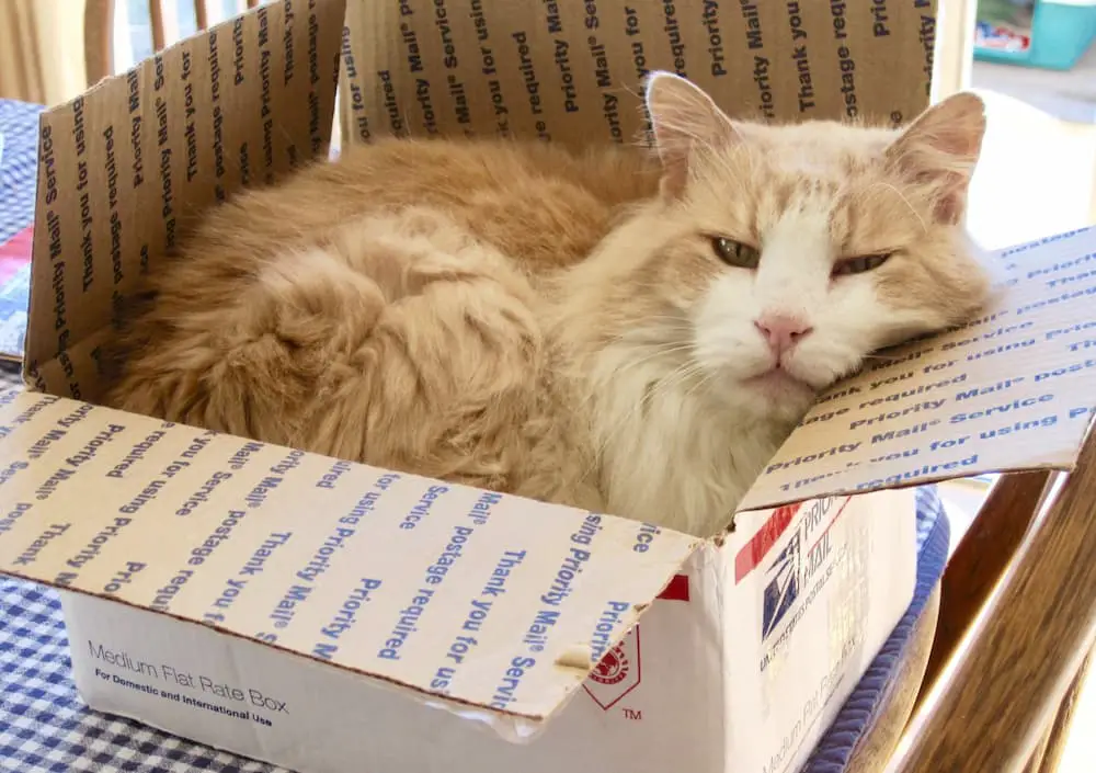 cats like boxes because they're the perfect place for a warm nap