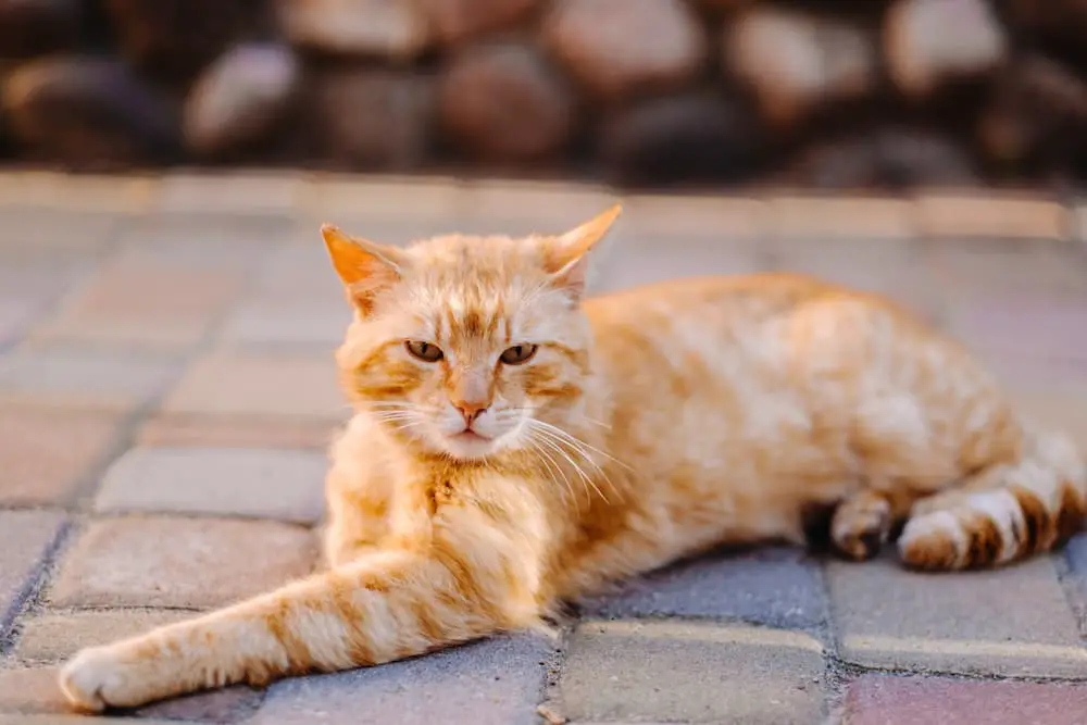 certain plants and shrubs naturally emit a cat pee-like odor