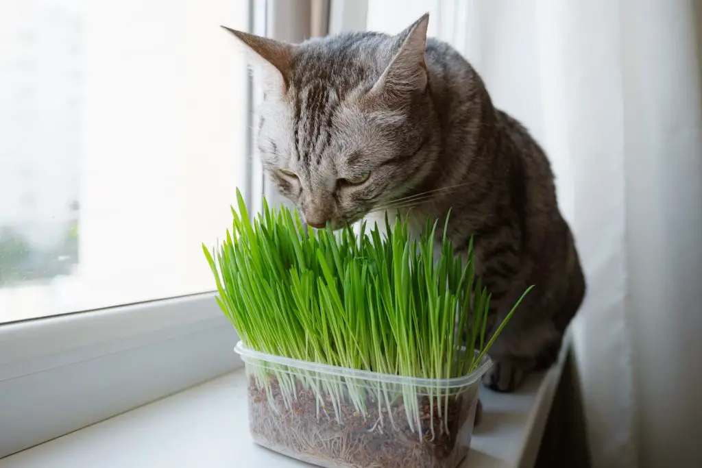 cat grass