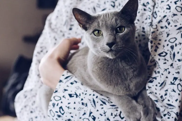 Why Cats Purr — It’s Not Always A Sign of Happiness