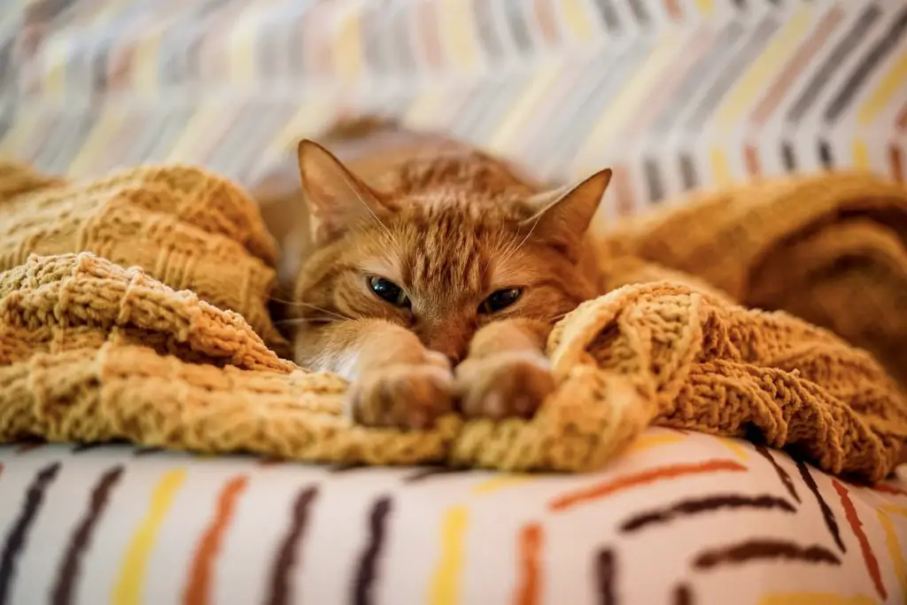 cat kneading