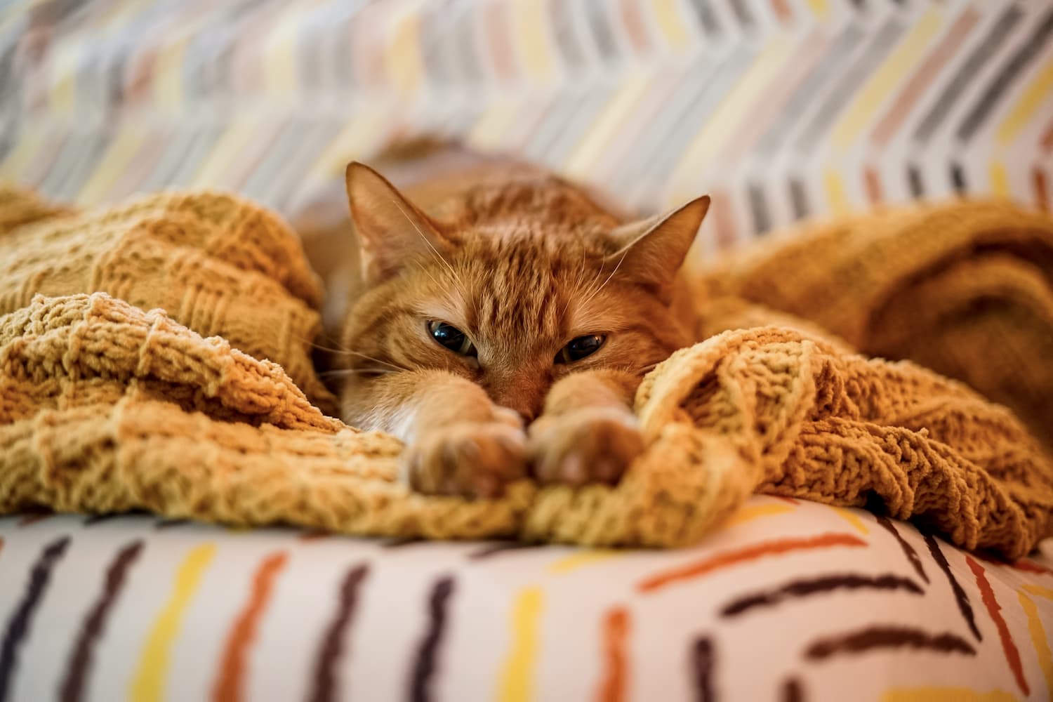 an-orange-tabby-cat-stretching-on-a-yellow-blanket-2022-03-19-02-24-58-utc-1