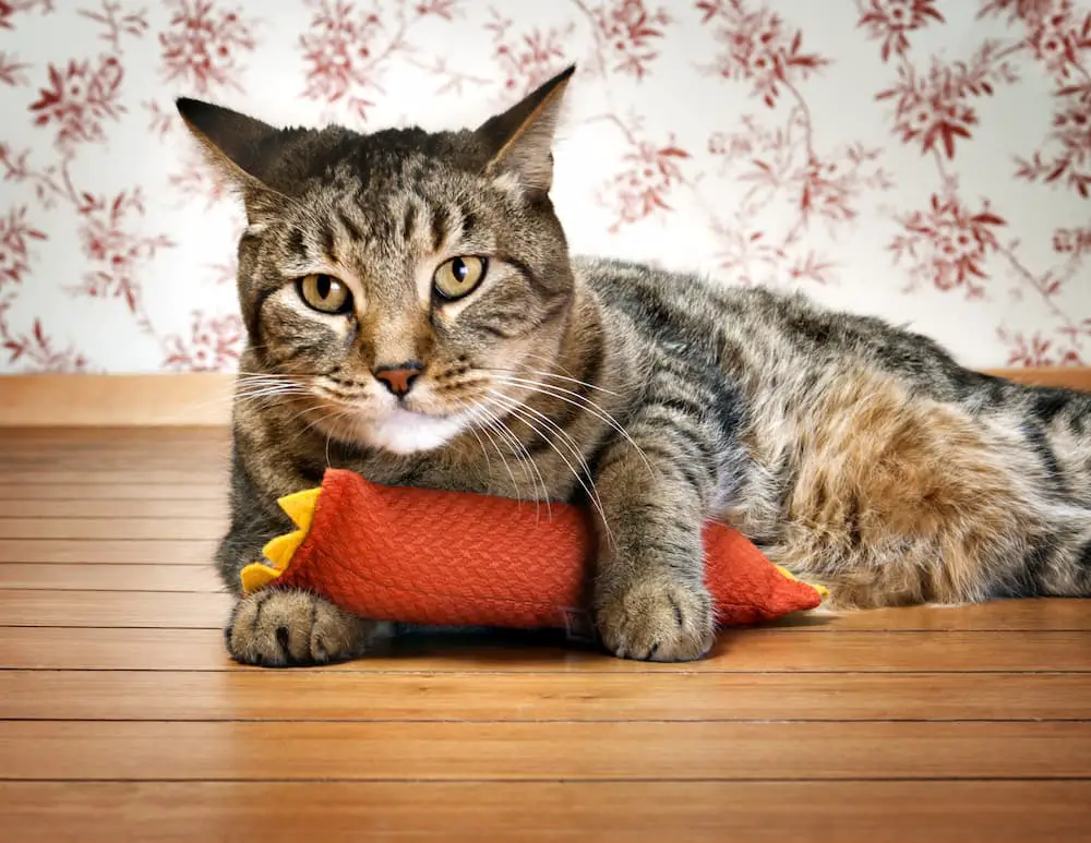 provide your cat with toys that are safe for them to bite and attack