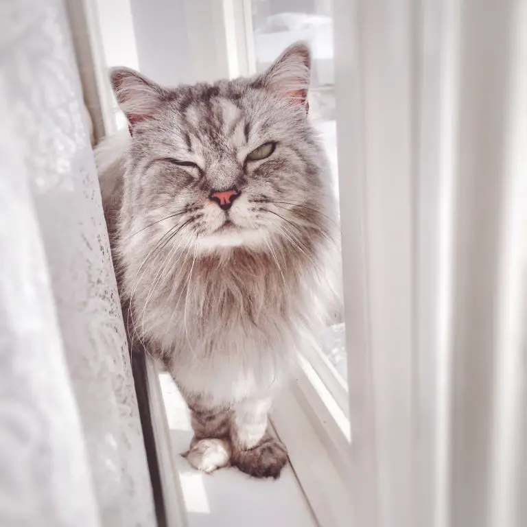 Cat’s Eyes Watering? Here Are 6 Reasons It Might Be Happening