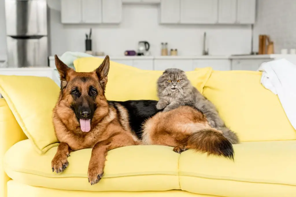 cat and dog together