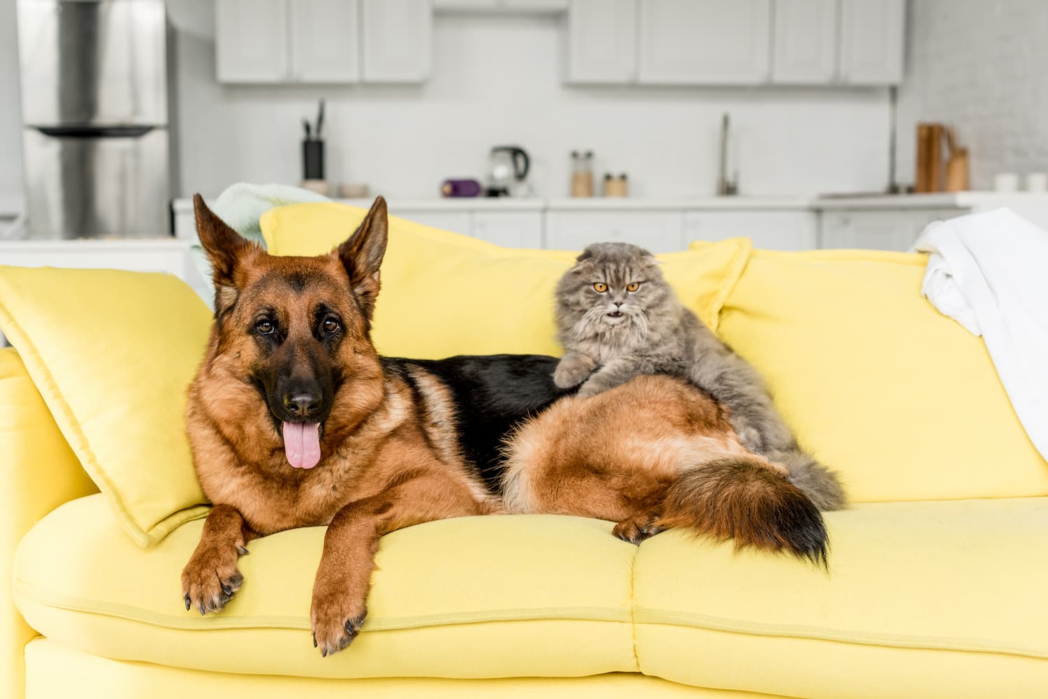 cute-and-grey-cat-and-dog-lying-on-yellow-sofa-in-2021-08-30-02-15-40-utc-1