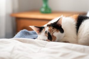 Hero “Guard Cat” Thwarts Home Invasion