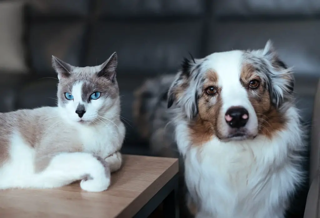 cat and dog playing together