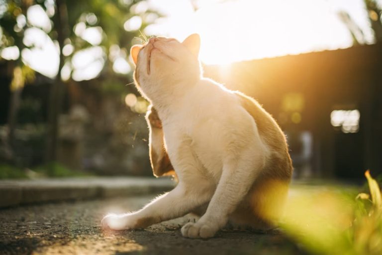 How Cat Owners Can Combat Flea Infestations