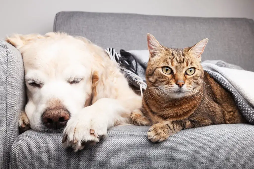 cat and dog friends