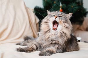 Why Is My Cat Meowing So Much?