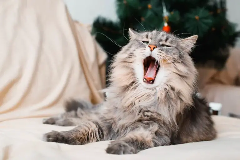 Why Is My Cat Meowing So Much?