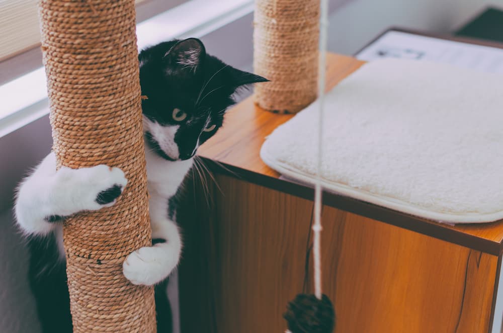 cats may be meowing so much due to boredom or lack of stimulation