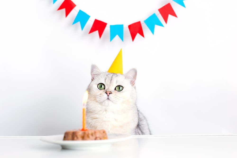 Cat Birthday Cake with Tuna, Chicken, and Sweet Potato