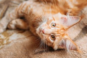 8 Cool New Products for Cats and Cat Lovers