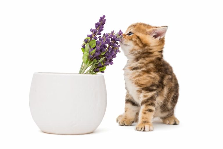 Are Essential Oils Safe for Cats?