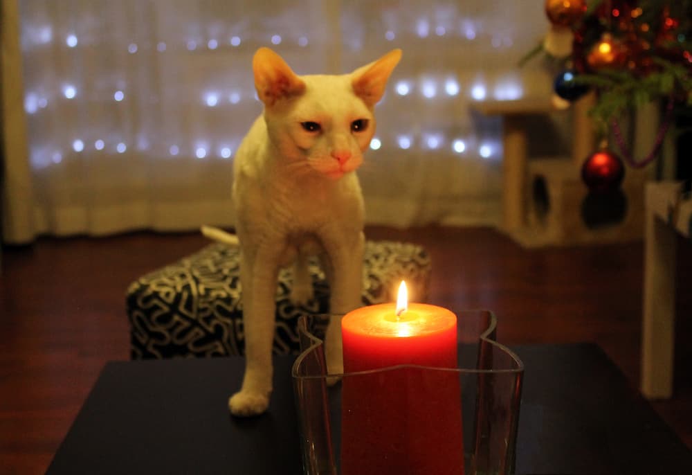 white-cat-cornish-rex-approaches-the-burning-candl-2022-03-03-14-15-14-utc-1
