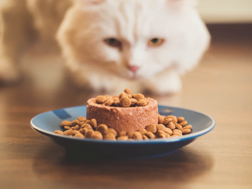 free cat food