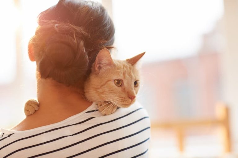 Benefits of Having an Emotional Support Cat
