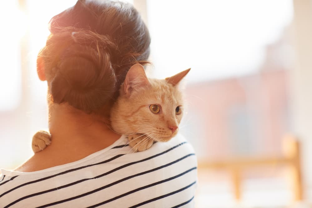 Benefits of Having an Emotional Support Cat