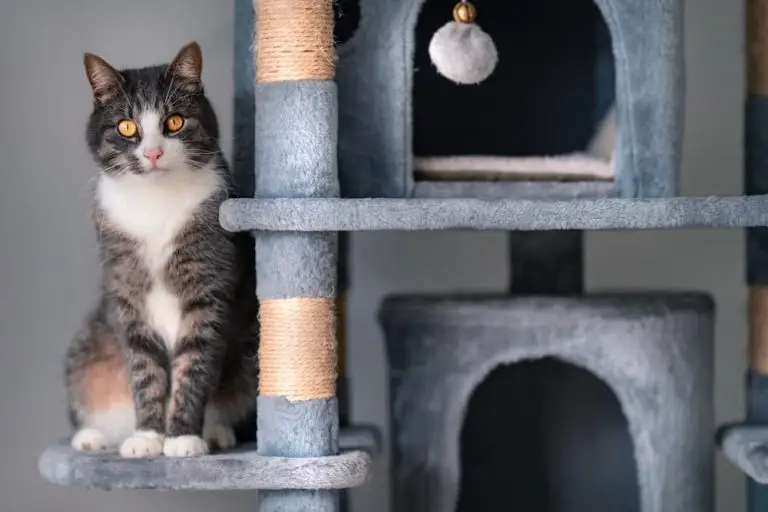Why Cats Love Barkitecture