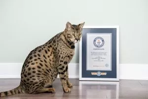 ME-WOW! Meet The World’s Tallest Cat