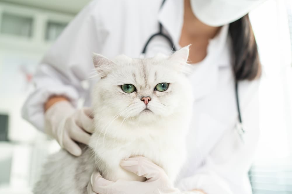 asian-veterinarian-examine-cat-during-appointment-2021-12-09-17-50-52-utc-2-1