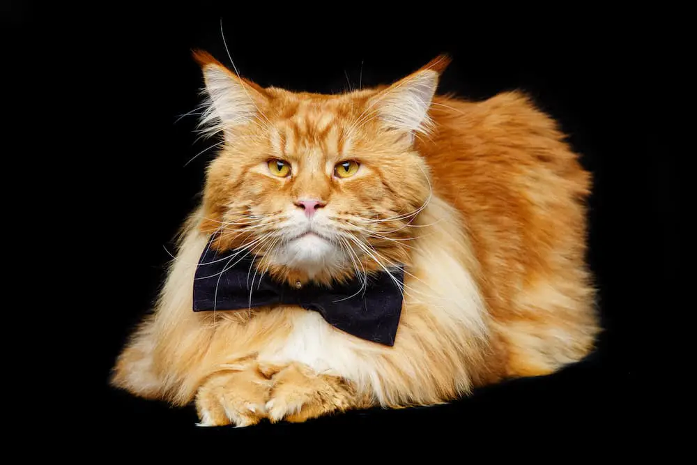 beautiful-maine-coon-cat-with-bow-tie-2021-08-26-17-12-13-utc-1