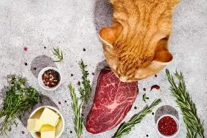 Are Cats Carnivores? Here Are 5 Things That Prove They Are