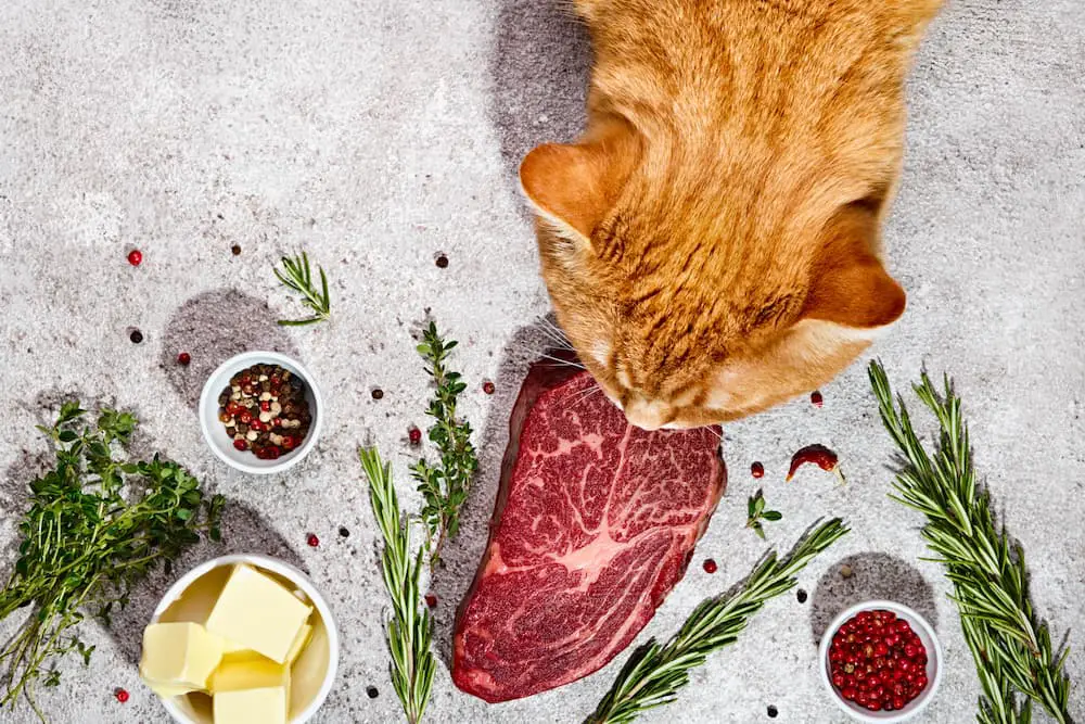 big-ginger-cat-tastes-fresh-beef-steak-natural-he-2022-08-01-02-47-35-utc-1