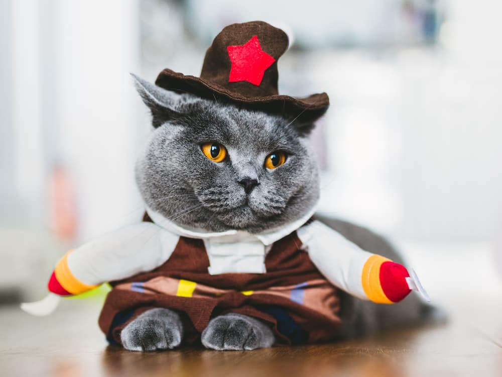 cat costume