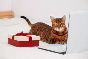 Epic Prime Early Access Deals for Cats (& Their People)