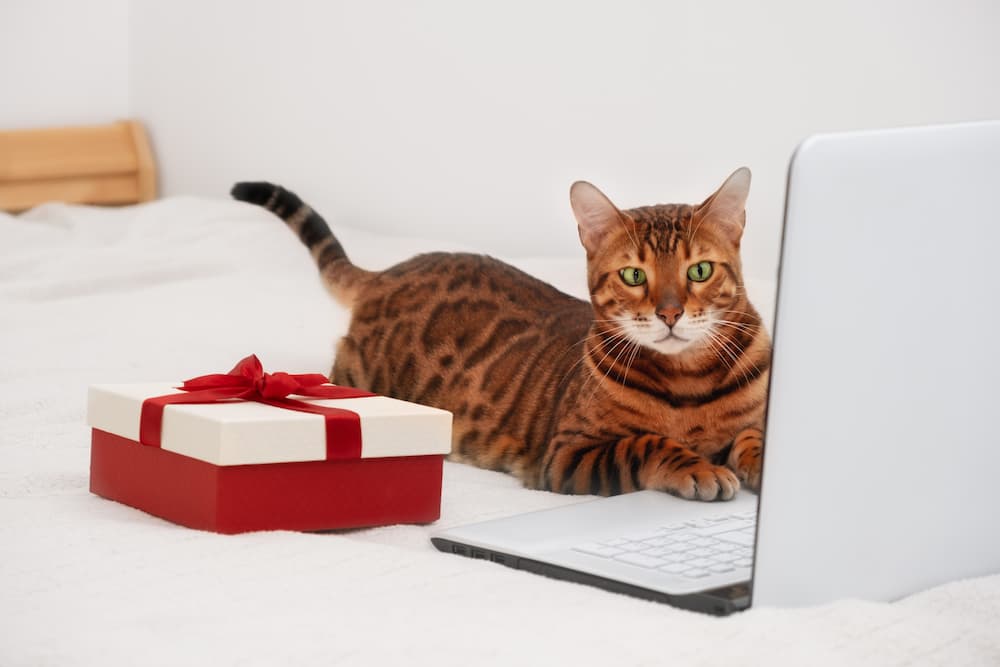 amazon big prime day deals for cats