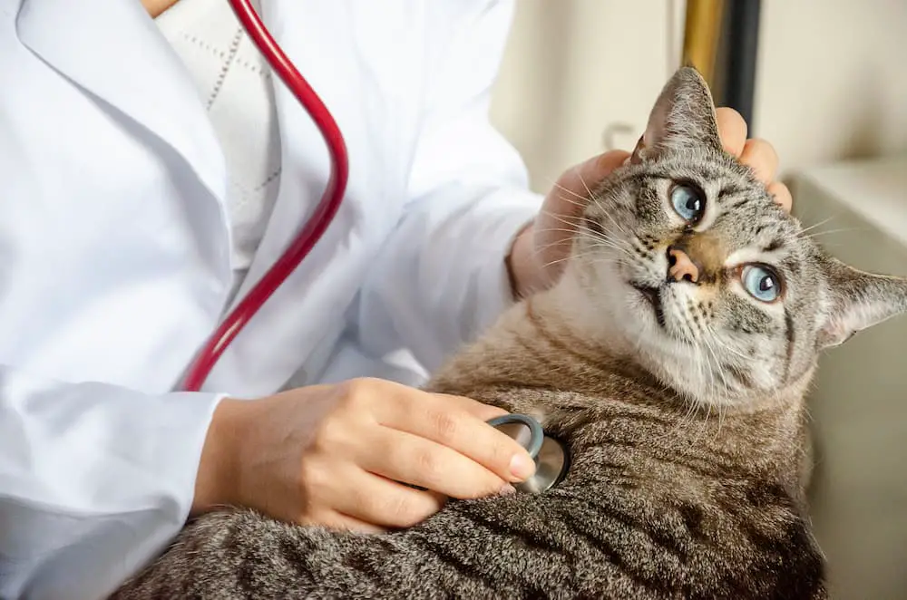 closeup-on-tabby-cat-at-the-vet-with-a-stethoscope-2021-10-22-00-31-21-utc-1