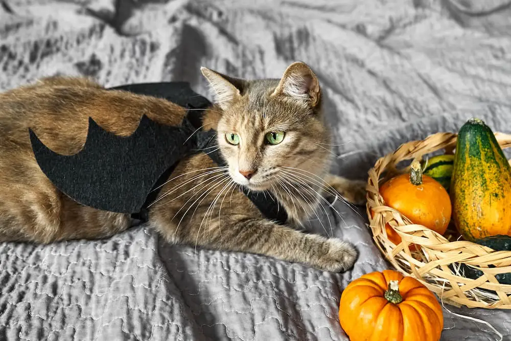 cat in a bat costume