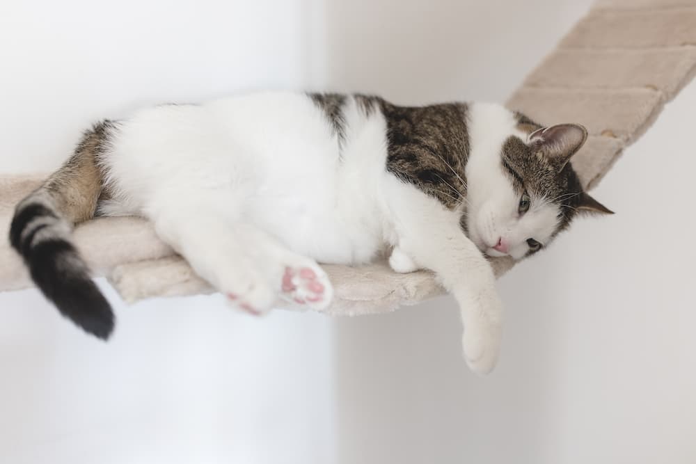 cat shelves