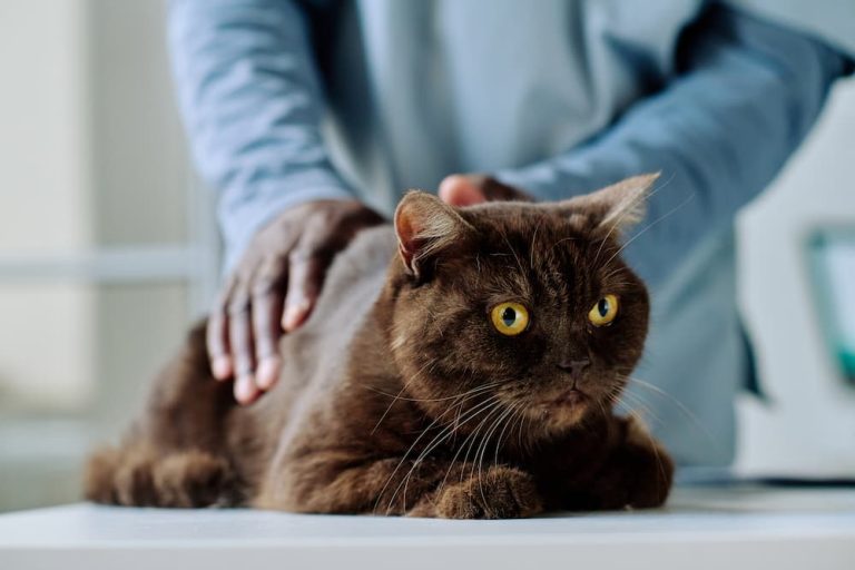 7 Reasons You Need to Take Your Cat to the ER Vet, ASAP