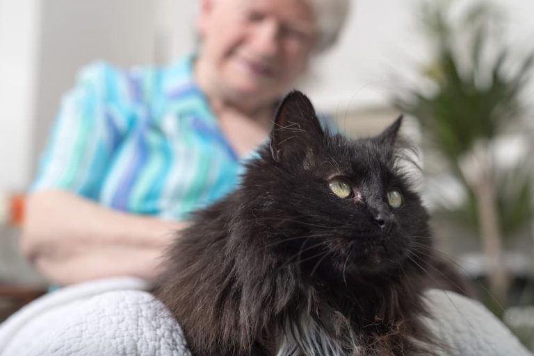 Why Cats Are the Perfect Pets for Seniors