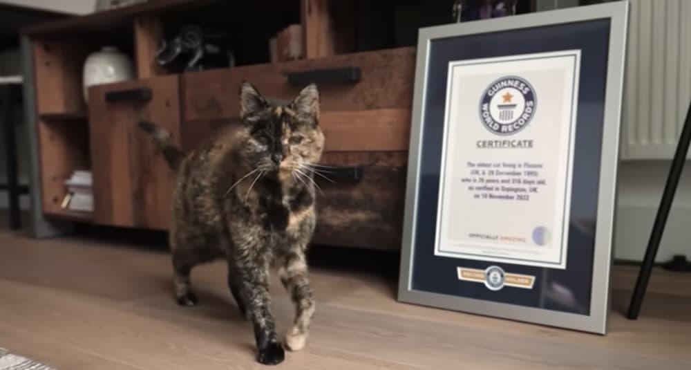 Flossie worlds oldest cat