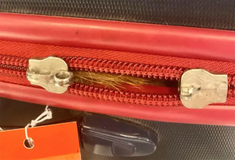 The Cat’s Outta the Bag: TSA Discovers Cat Zipped into Checked Suitcase