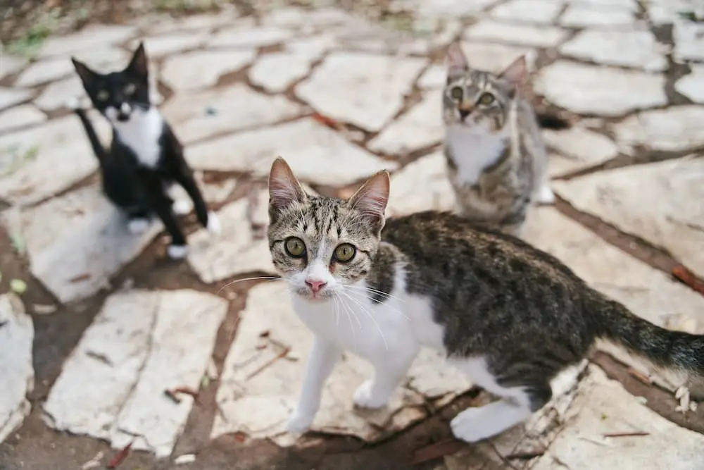 TNR How trap neuter release can help community and stray cats