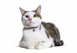 Most Popular Cat Names of the Decade Revealed — Did Your Cat Make the List?