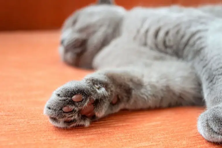 Virginia Poised to Become the Third State to Ban Declawing Cats