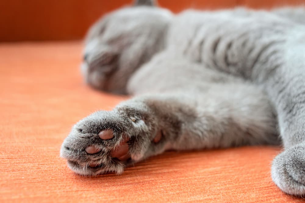 gray-scottish-cat-sleeping-on-an-orange-couch-blu-2021-09-04-16-26-19-utc
