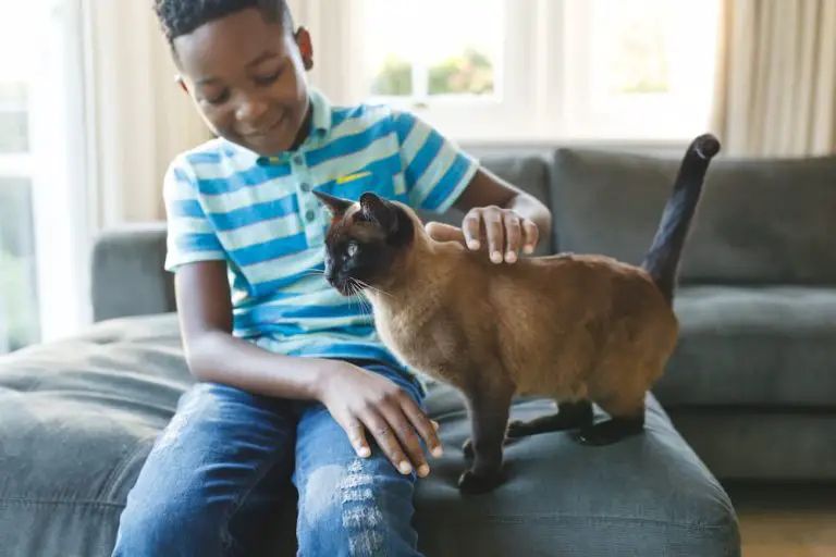 3 Benefits of Raising Your Kids With Cats